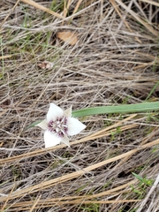 Calochortus elegans