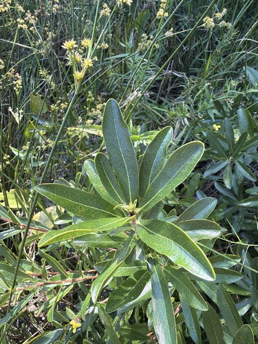 Cyrilla racemiflora, photograph 3