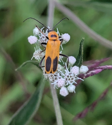 Goldenrod Soldier Beetle