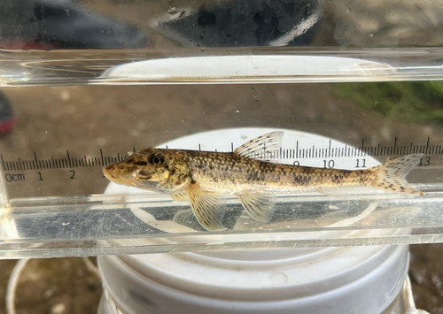 Pike Gudgeon