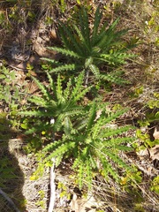 Cirsium repandum