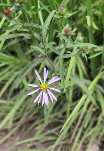 iNaturalist observation photo of western mountain aster