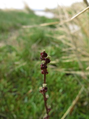 Triglochin palustris
