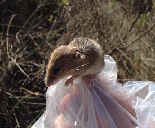 California Pocket Mouse
