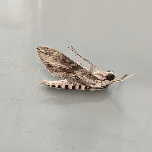 Convolvulus Hawkmoth