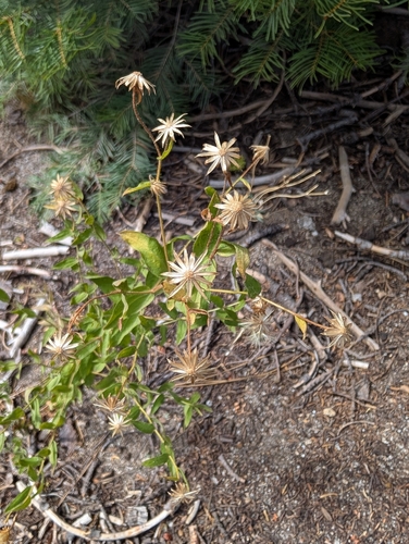 iNaturalist observation photo of Brewer's aster