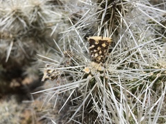 Cylindropuntia multigeniculata