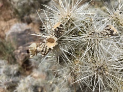Cylindropuntia multigeniculata