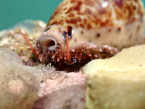 Cypraea annettae observed 2026-09-05