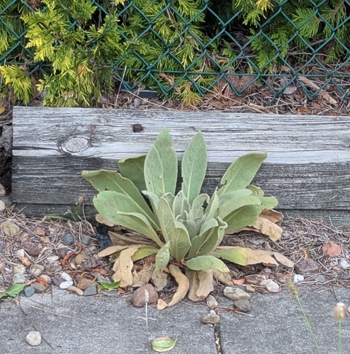 great mullein
