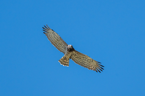 Short-toed Snake-Eagle