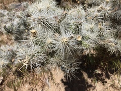 Cylindropuntia multigeniculata