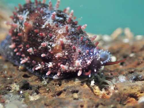 Cypraea annettae observed 2026-09-05