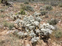 Cylindropuntia multigeniculata