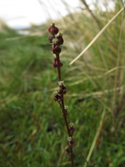 Triglochin palustris