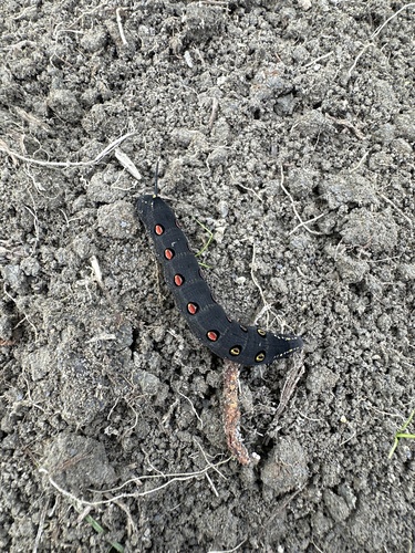 White-banded Hunter Hawkmoth
