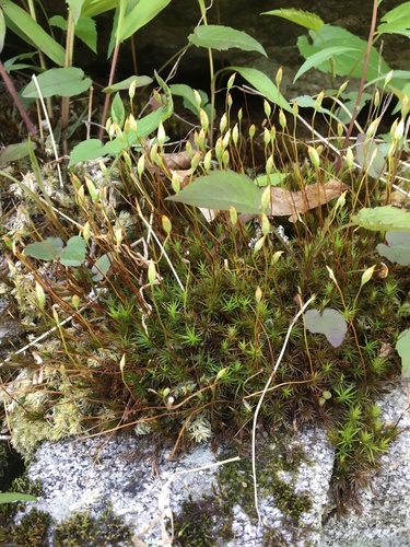 Ohio haircap moss (Polytrichastrum ohioense)