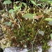 Ohio Haircap Moss - Photo (c) Keith Bowman, some rights reserved (CC BY-NC), uploaded by Keith Bowman