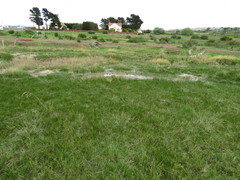 Triglochin palustris