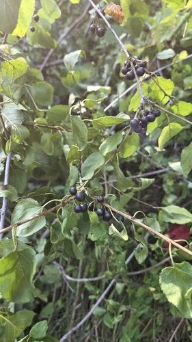 common buckthorn