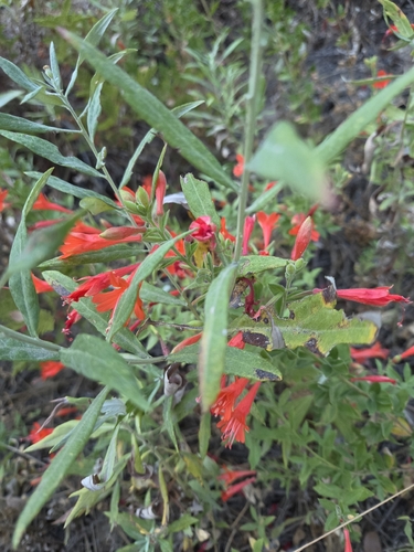 iNaturalist observation photo of California fuchsia