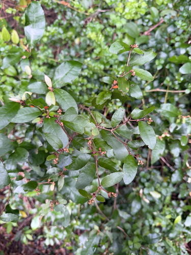Croton cascarilloides observed 2026-09-11