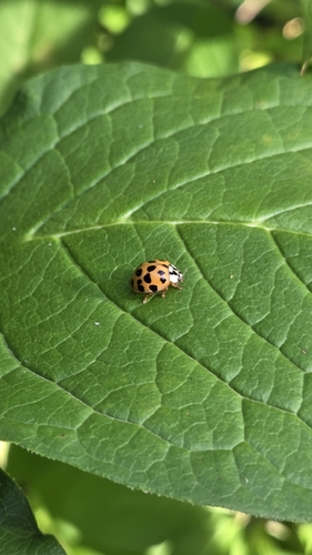 Asian Lady Beetle