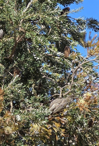Little Wattlebird