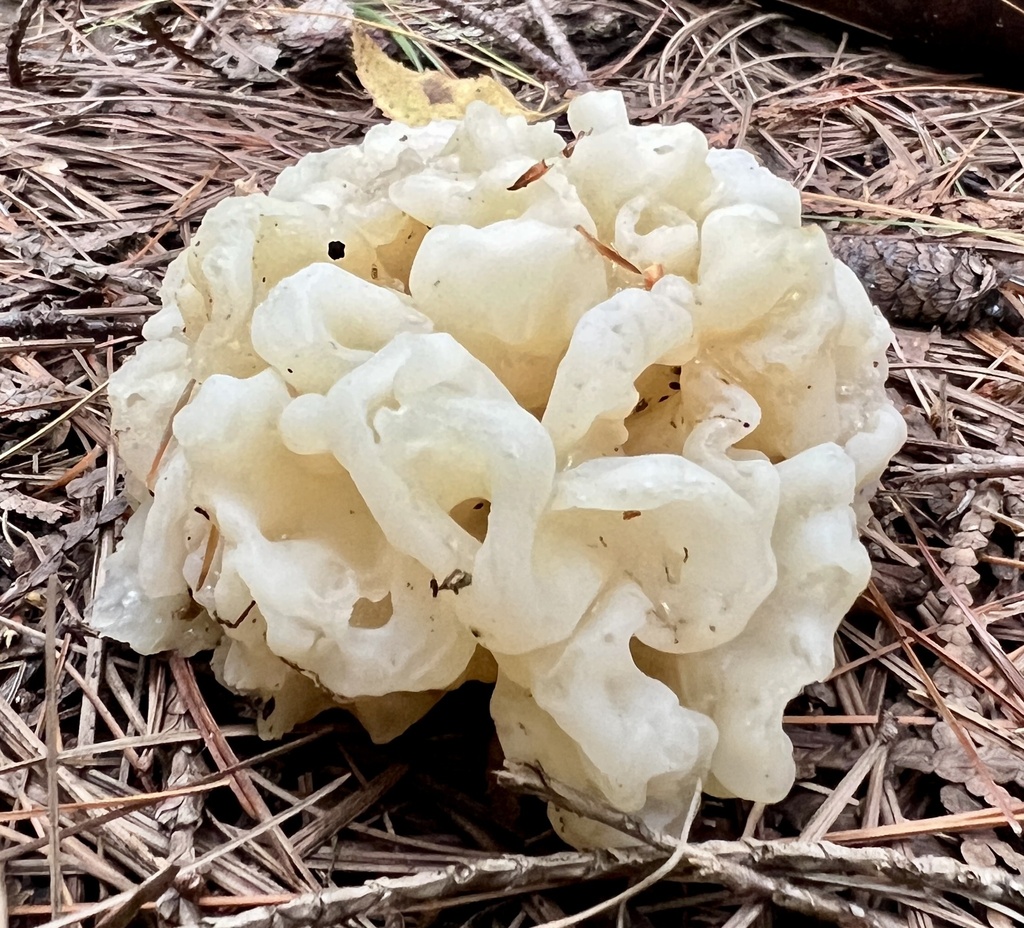 white coral jelly fungus · September 2026 · photo: Photo: (c) Keith Seifert, some rights reserved (CC BY-SA) · iNaturalist