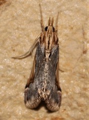Loxostege albiceralis