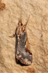 Loxostege albiceralis