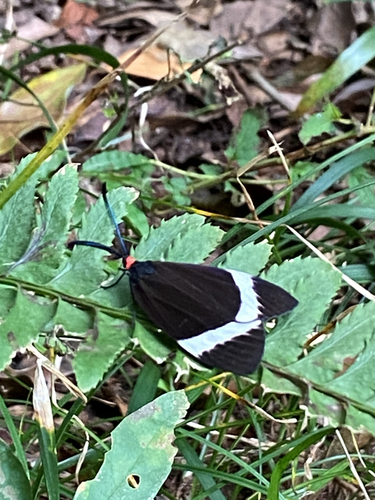 Pidorus atratus