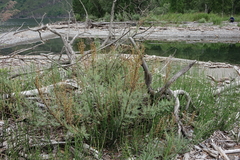 Myricaria bracteata, photograph (c) Oleg Kosterin, some rights reserved (CC BY)