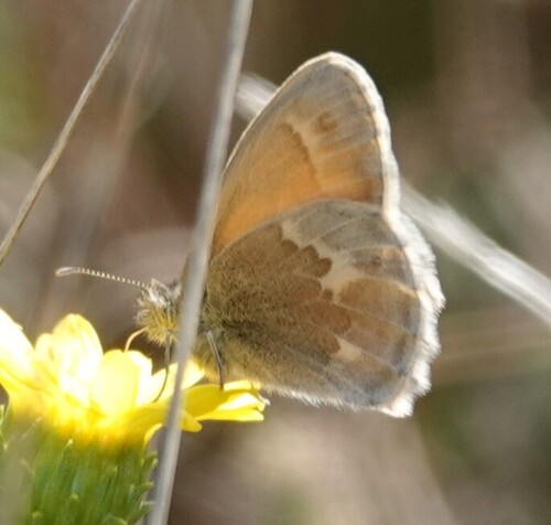 Common Ringlet