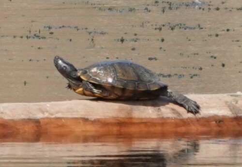 Pond Slider