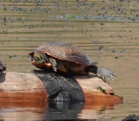 Red-eared Slider