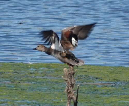 Gadwall