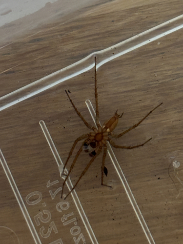 Grass Spiders