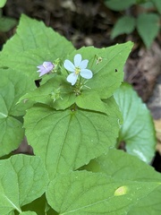 Viola canadensis, photograph (c) Ian McFaul, some rights reserved (CC BY)