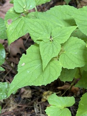 Viola canadensis, photograph (c) Ian McFaul, some rights reserved (CC BY)