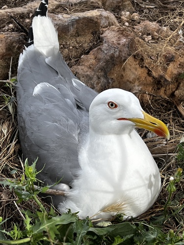 Yellow-legged Gull