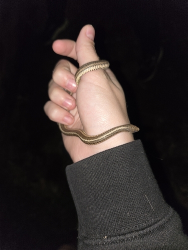 Lined Snake