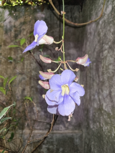 Bengal trumpet