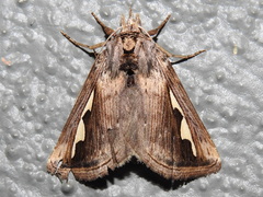 Didugua argentilinea