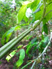 Ormenoides venusta