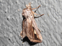 Didugua argentilinea