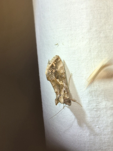 Soybean Looper Moth