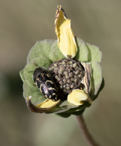 Acmaeodera mixta