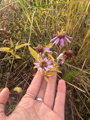 (c) Allison Gray, some rights reserved (CC BY) Eurybia sibirica, photograph (c) Allison Gray, some rights reserved (CC BY)