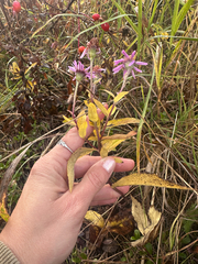 Eurybia sibirica, photograph (c) Allison Gray, some rights reserved (CC BY)